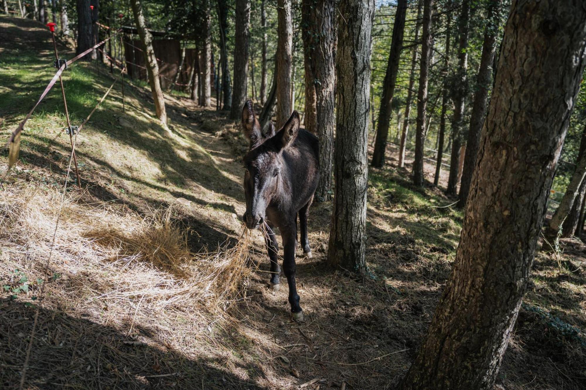 Agriturismo Casa Del Nonno Valfabbrica المظهر الخارجي الصورة
